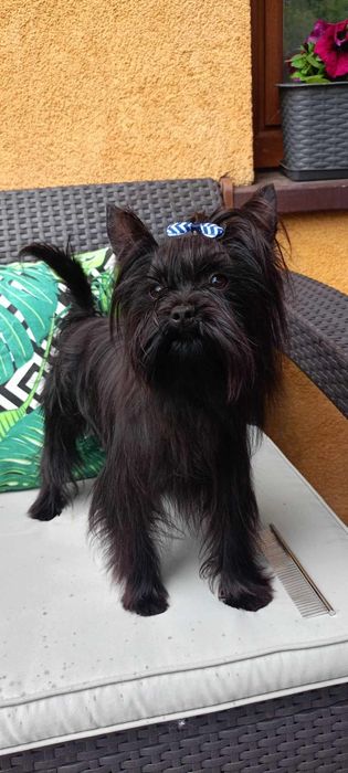 Dorosły samiec Yorkshire terrier Black