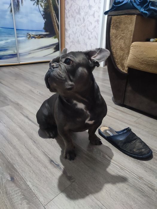 Продам французького бульдога.