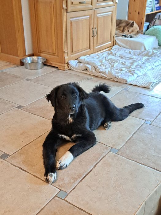 7 miesięczna sunia szuka domu