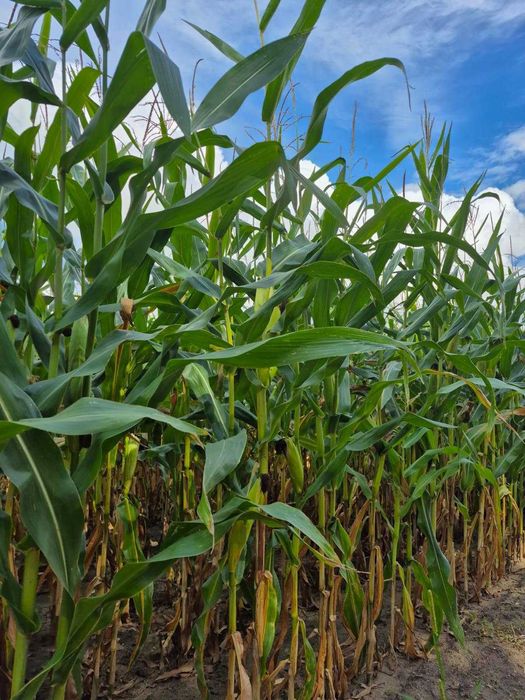 Nasiona kukurydzy Bologna