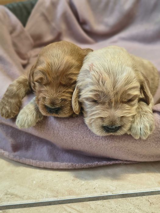 Goldendoodle - szczeniak
