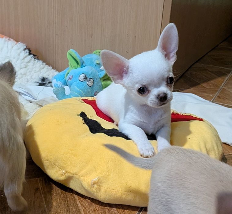 Chihuahua krótkowłosy FCI