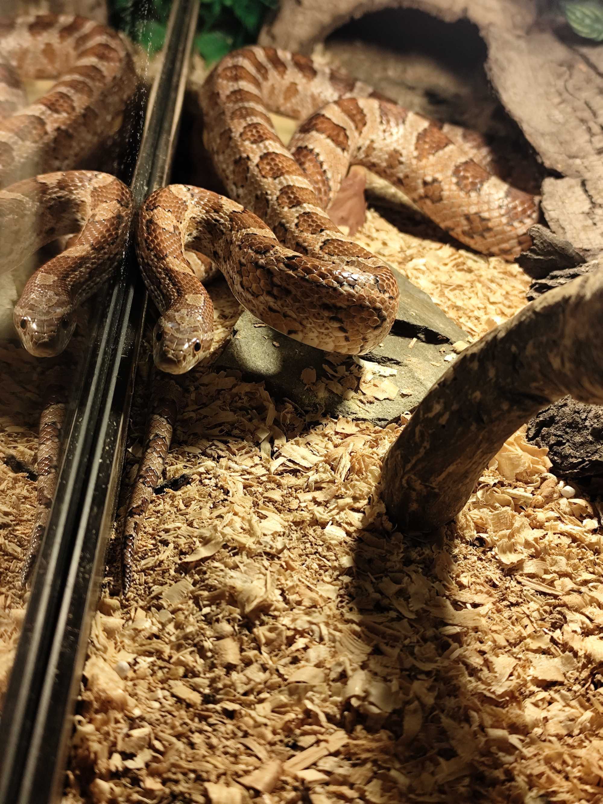 Sprzedam węża zbożowego wraz z terrarium
