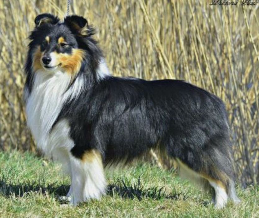 Owczarek szetlandzki ( sheltie )  FCI