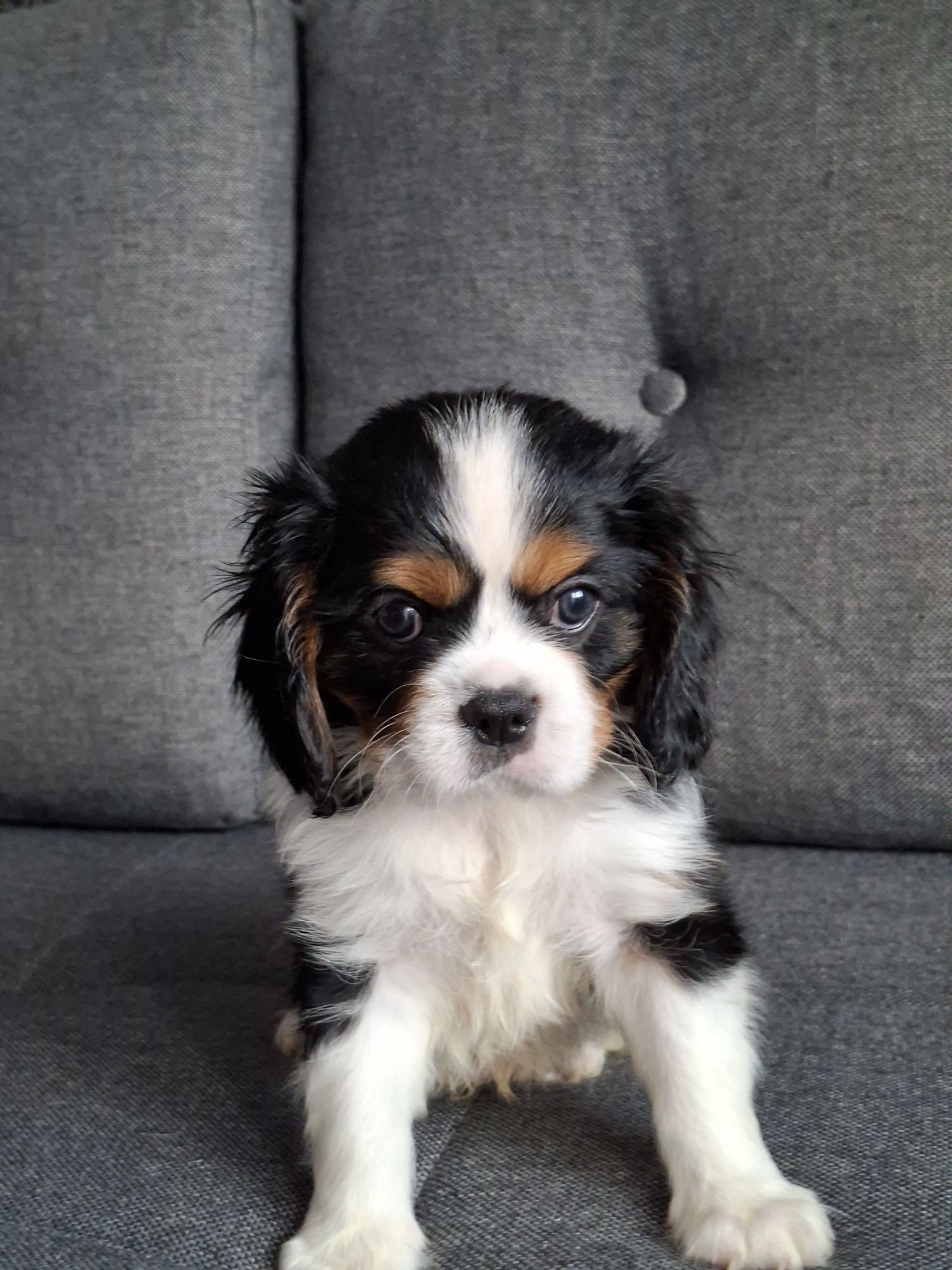 Cavalier słodziak piesek