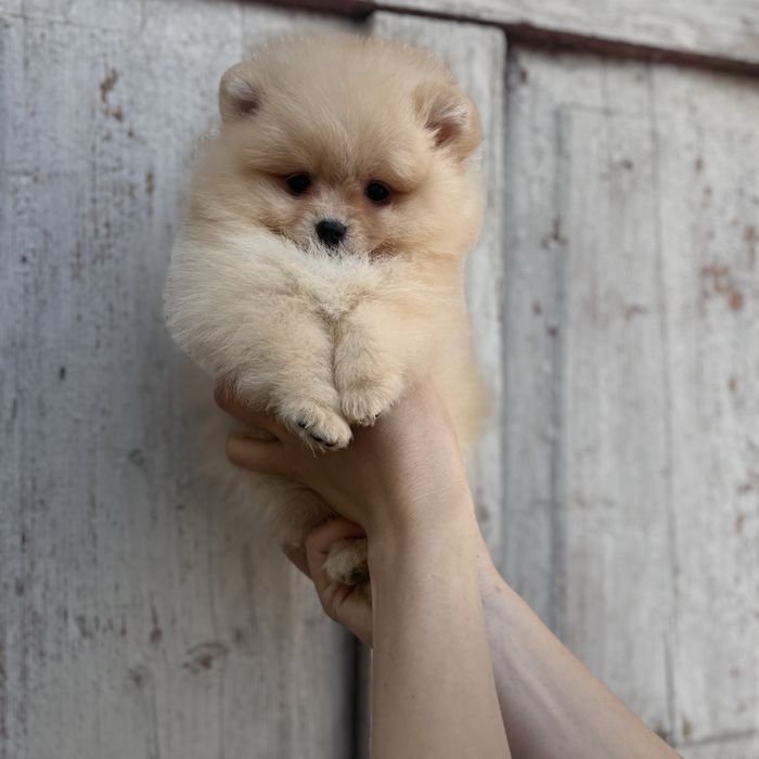 Хлопчик шоу класу тип ведмедика