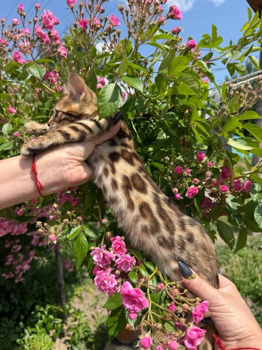 Бенгальские котята с документами