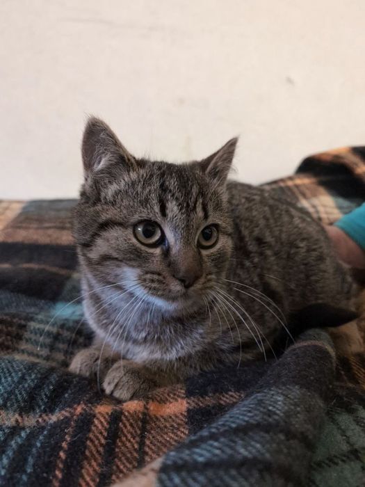 Отдам котёнка-мальчика лесного окраса