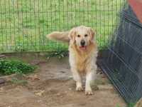 Golden retriver Pies