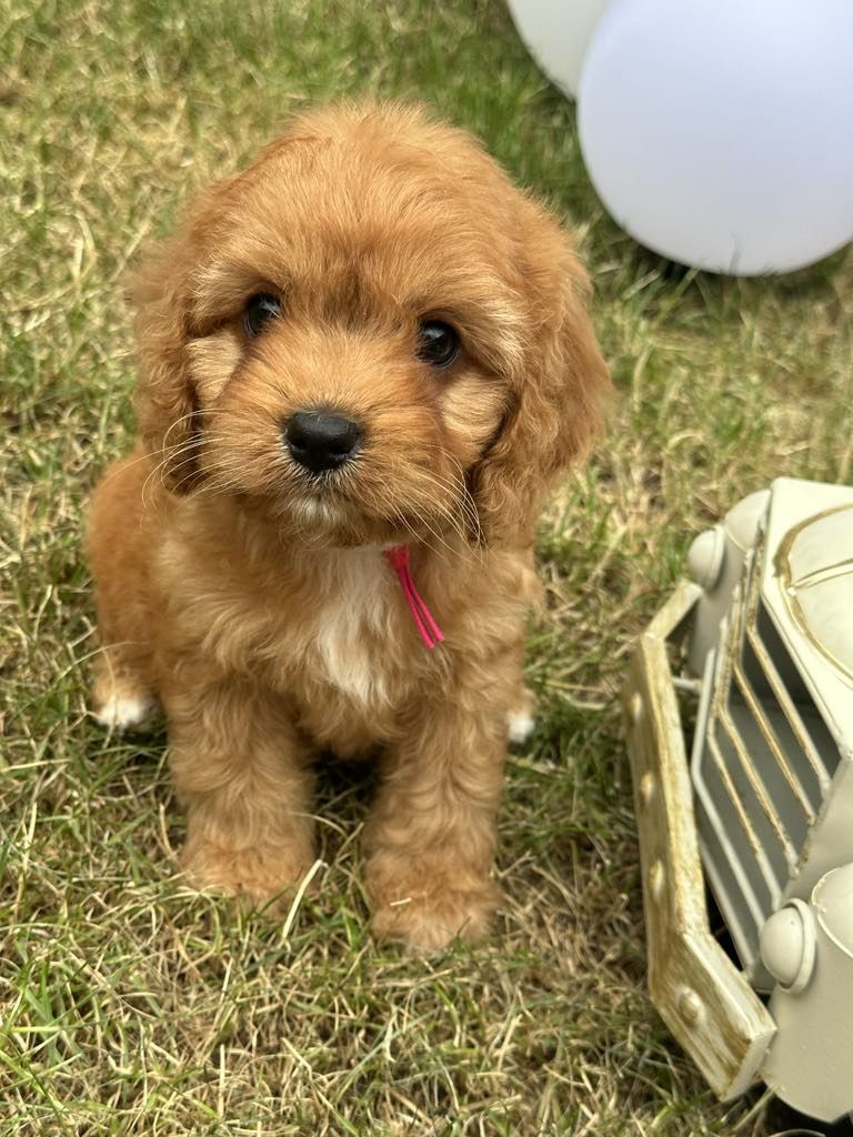 Przesliczna dziewczynka Cavapoo