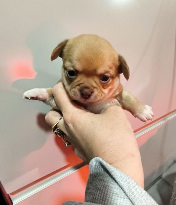 Chihuahua Mini Menino de olhos azuis.