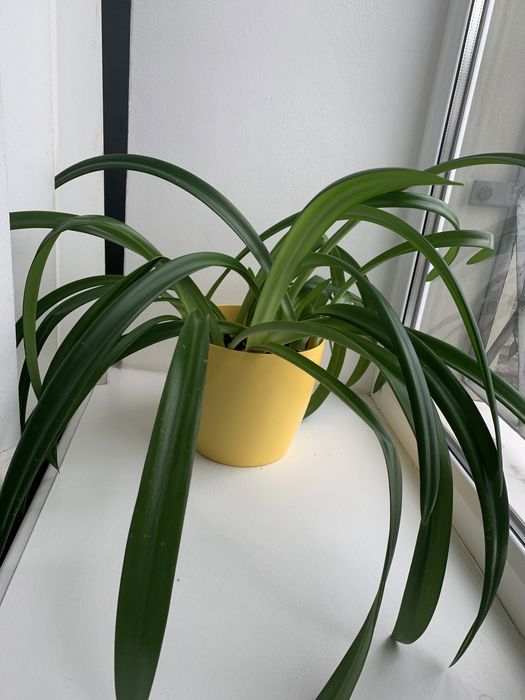 Гиппеаструм красноватый.