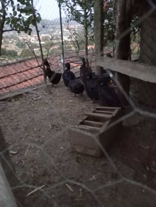 Paduanas galinhas, cayuga