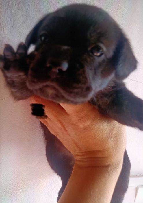 Bulldog francês macho