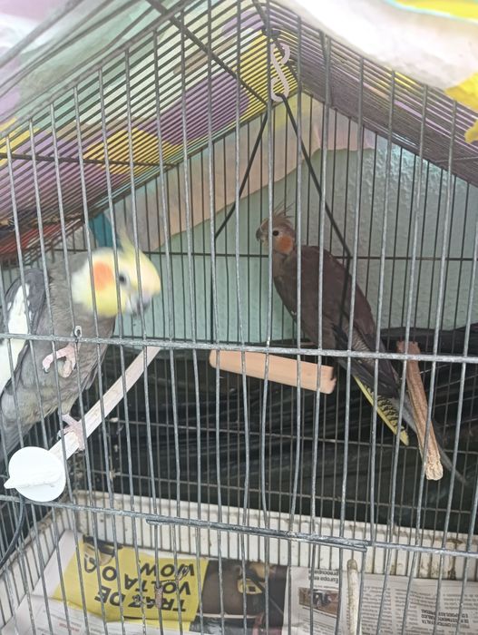 Casal de caturras reprodutores