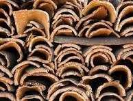 Procuro cortiça solta ou na árvore