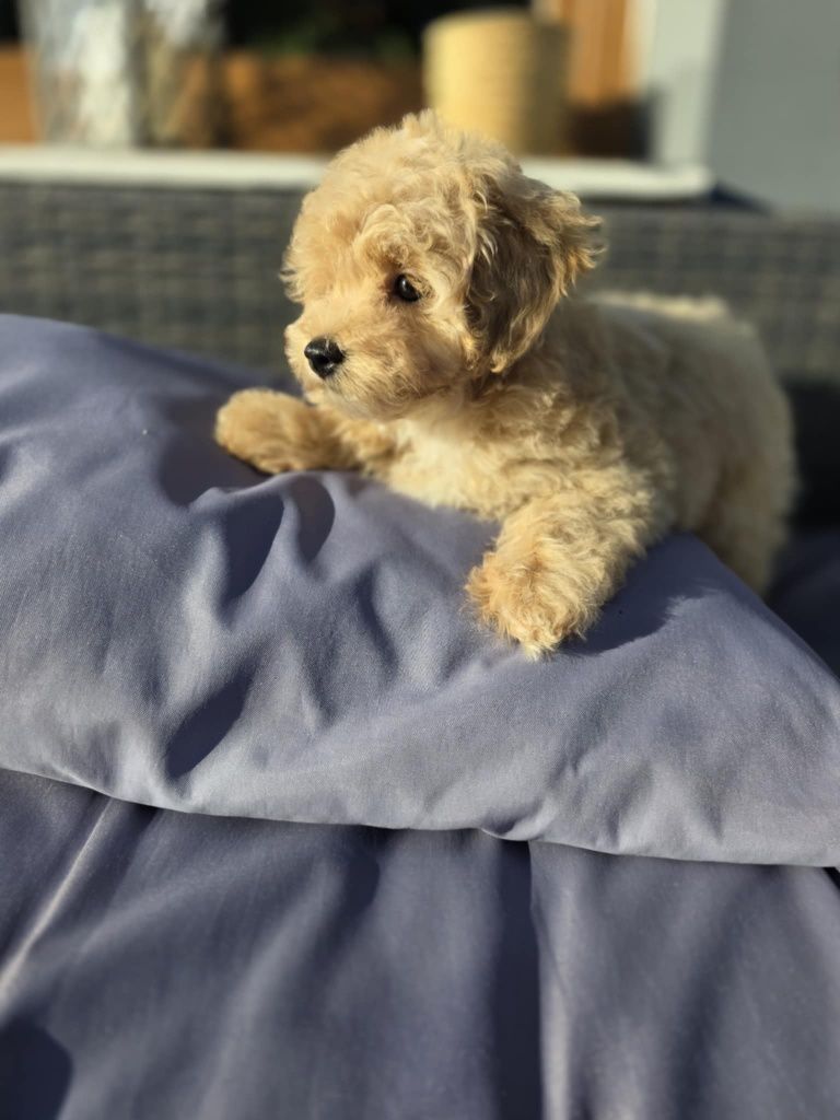 Sliczny chlopczyk Maltipoo F1