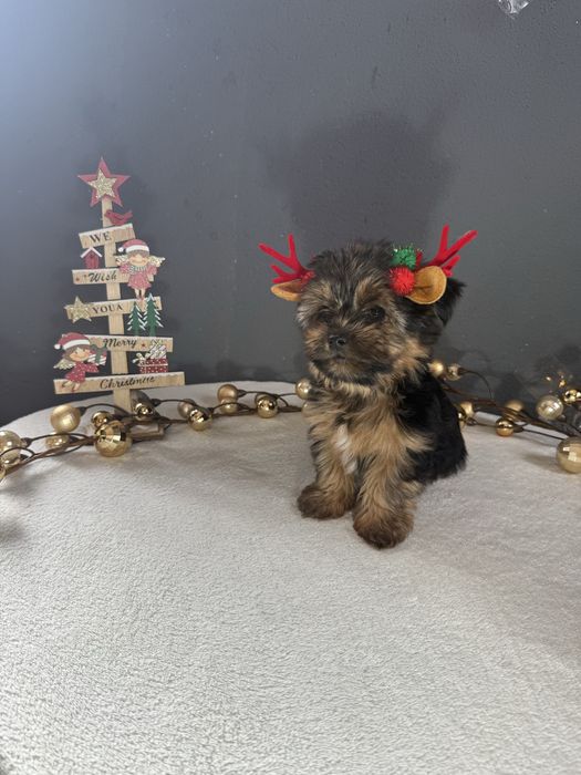 Yorkshire Terrier Macho Fofinho