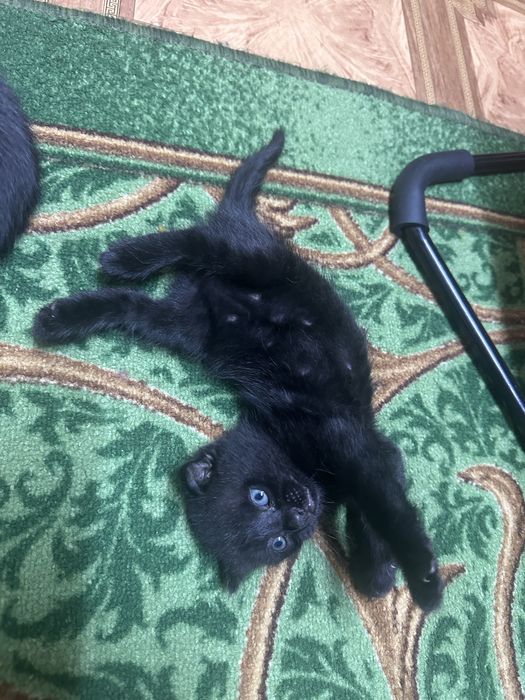 Висловухий котик шукає сімʼю