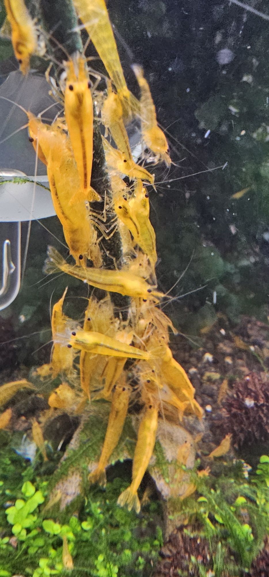 Camarões Caridina Yellow King Kong Juvenis