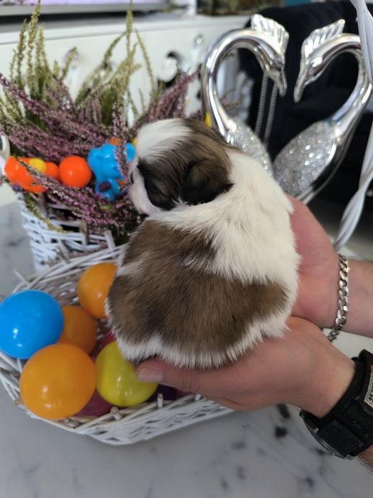 Suczka shih tzu Zhpr UCI umowa chip wyprawka rodowód 4 pokoleniowy