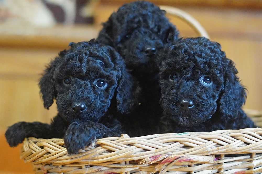 Цуценята малого пуделя