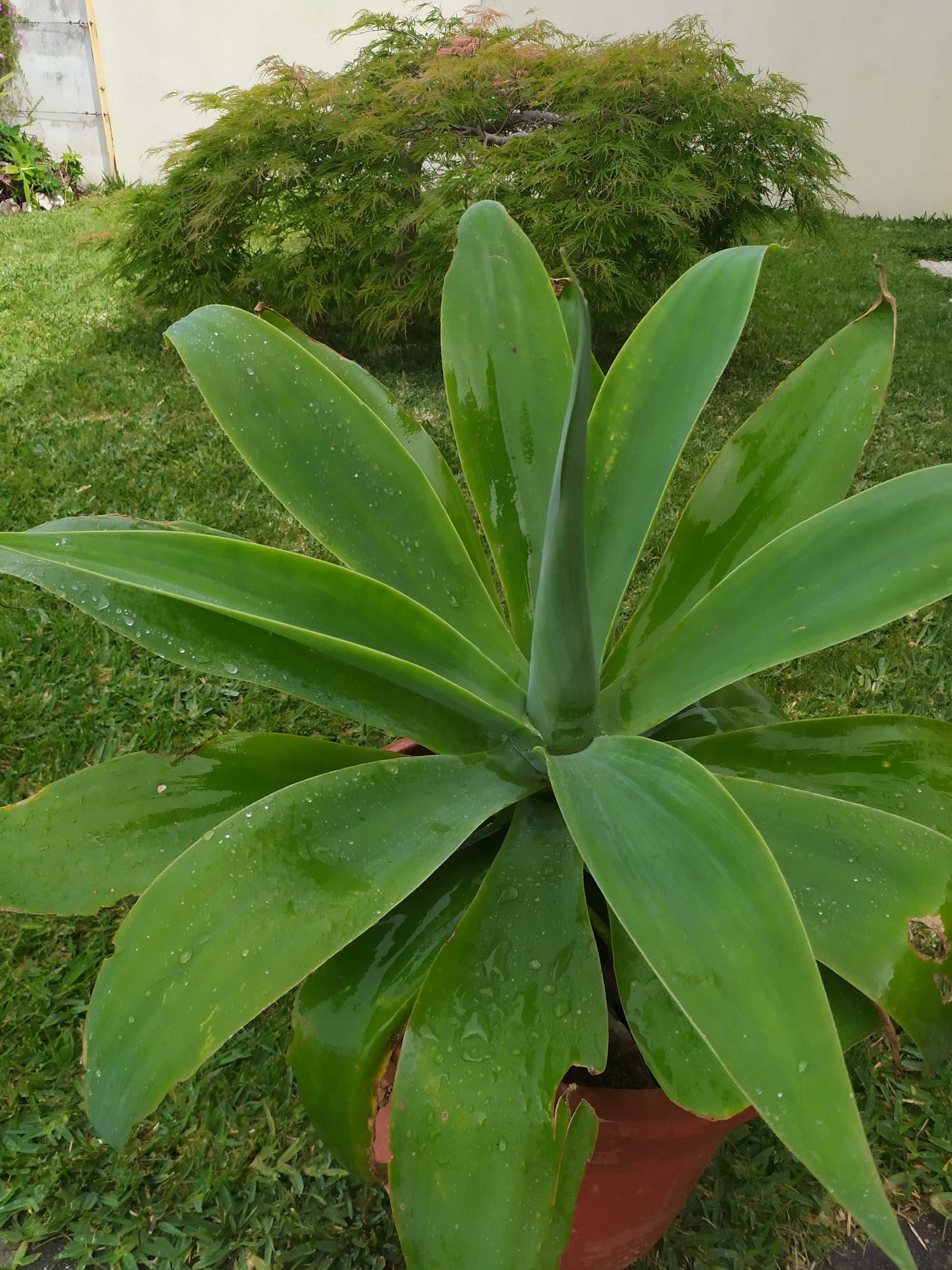 Cato Agave Dragão