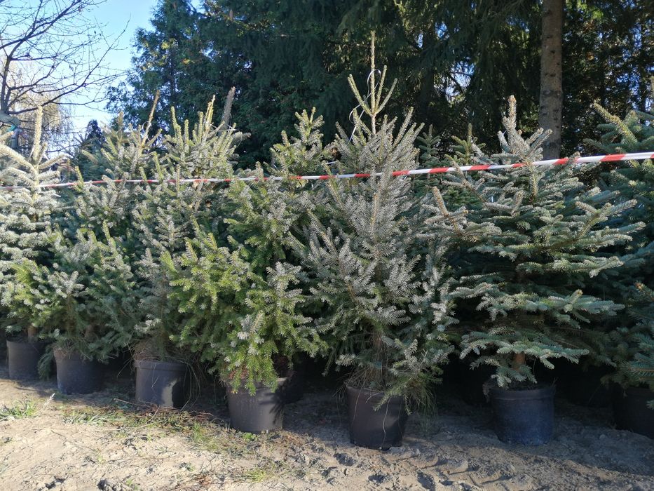 Choinki świerki na działkę i do ogrodu
