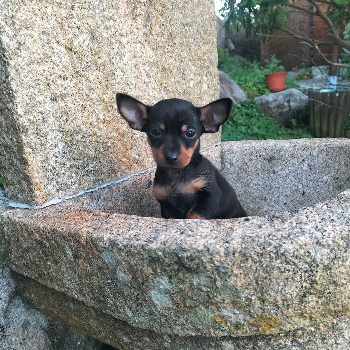 Pinscher miniatura fêmea