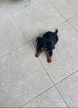 Pinscher Super Miniatura.