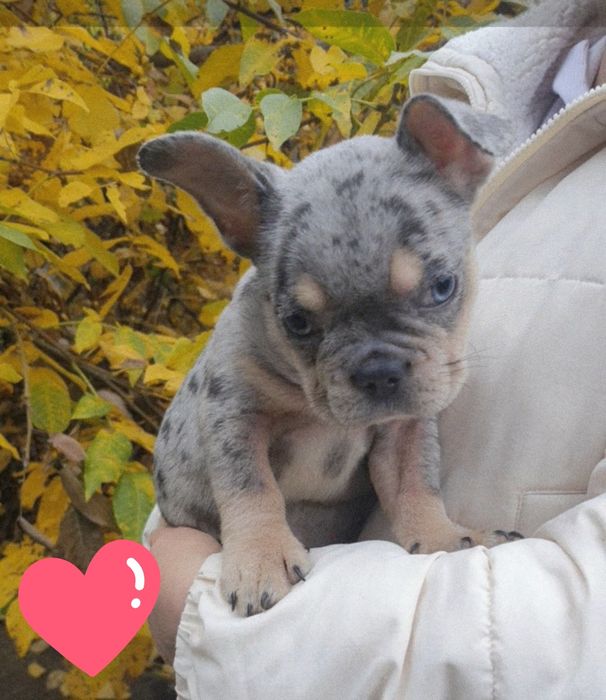 Розкішна мерле красуня у Харкові