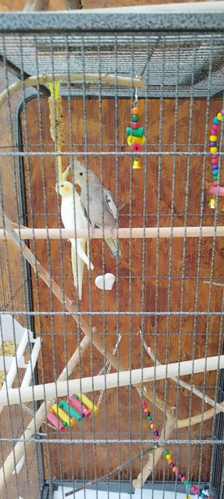 Sprzedam papugi nimfy razem z klatką