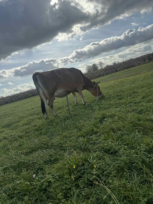 Krowa YE cielna 7 miesięcy likwidacja