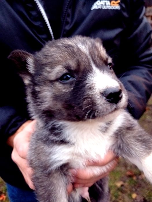 Цуценята від хаски та лабрадора