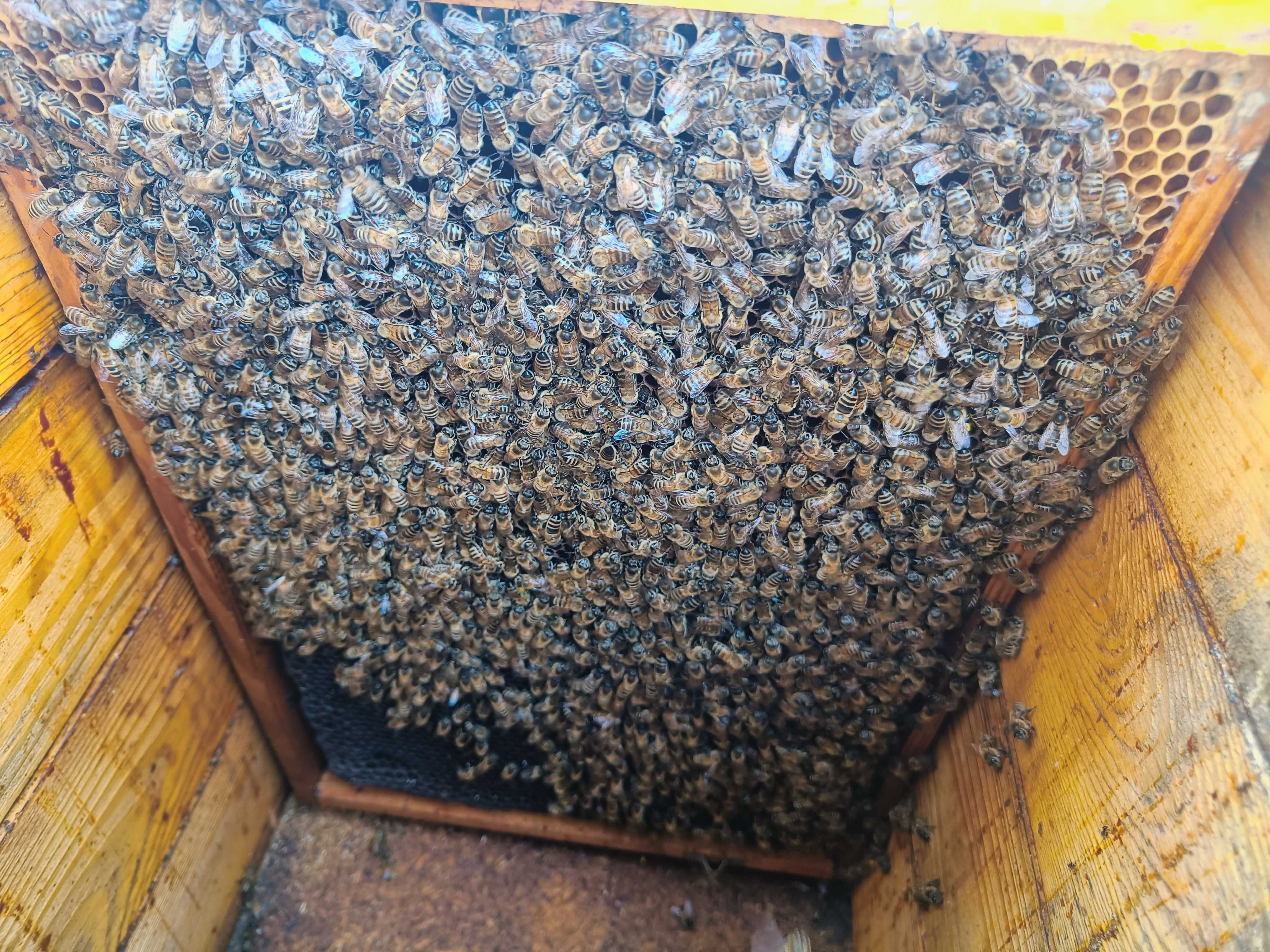 Pszczoły, rodziny pszczele, pasieka, ule