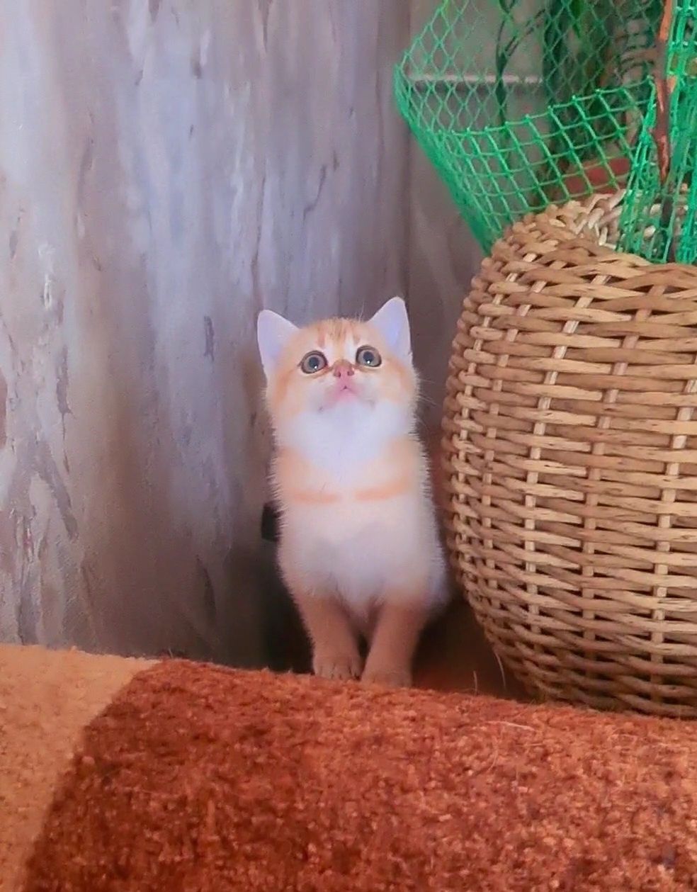 Лапушка золотая шиншилла