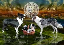 Blue Merle piesek Border Collie -badania rodziców