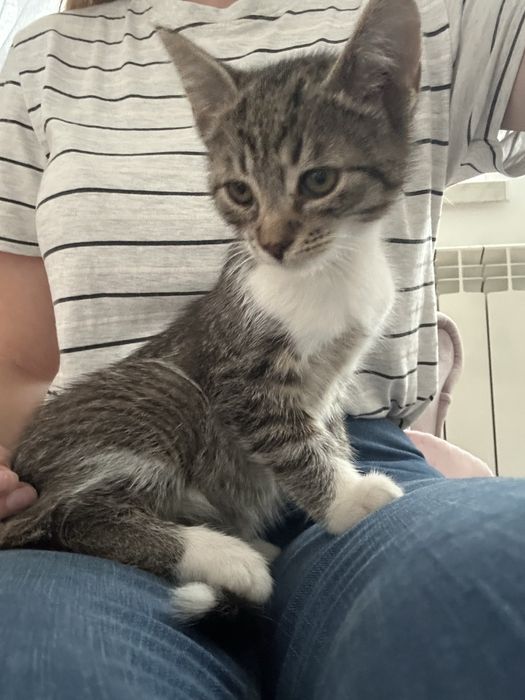 Kocurek maly oddam za darmo