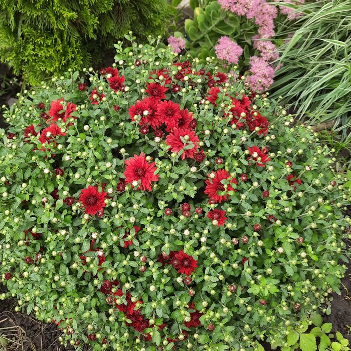 Хризантеми шаровидні