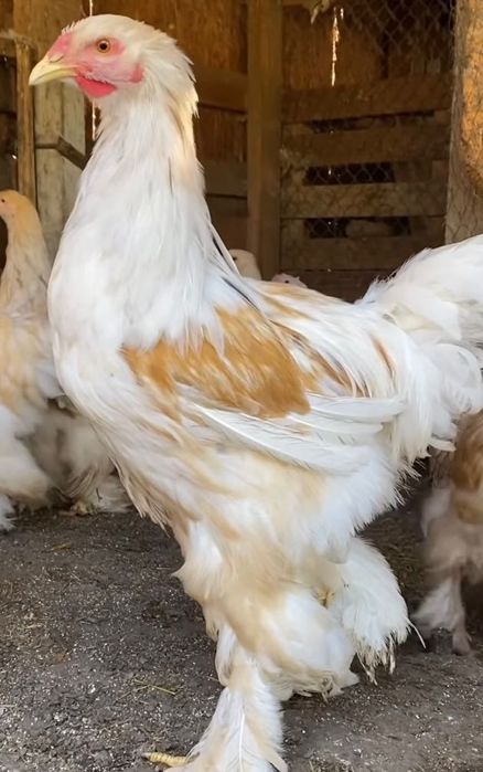 Півень Брама лимонна