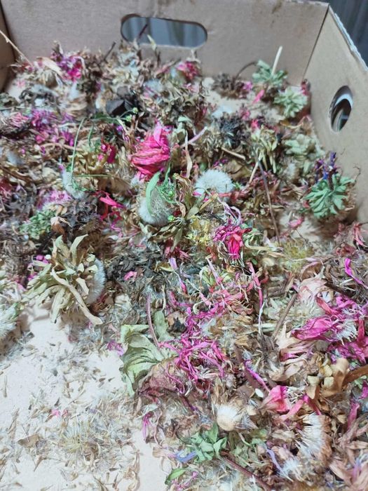 Nasiona kwiatów wieloletnich i jednorocznych Jeżówka rudbekia aster,