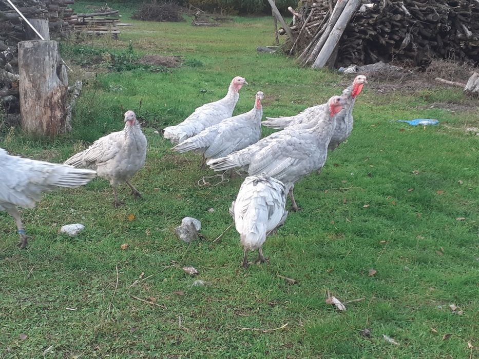 Indyli, indory lawendowe