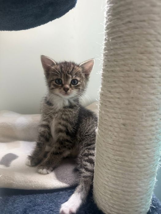 Linka to malenstwo tak czeka na milosc/Krakow- Gorlice