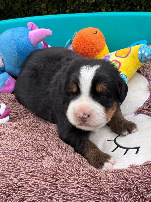 Cadelinha Boieiro de Berna (Bouvier Bernois) c/ LOP