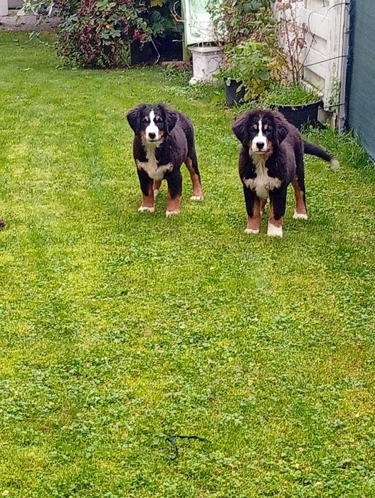 Szczenie Berneński pies pas do odbioru sunia