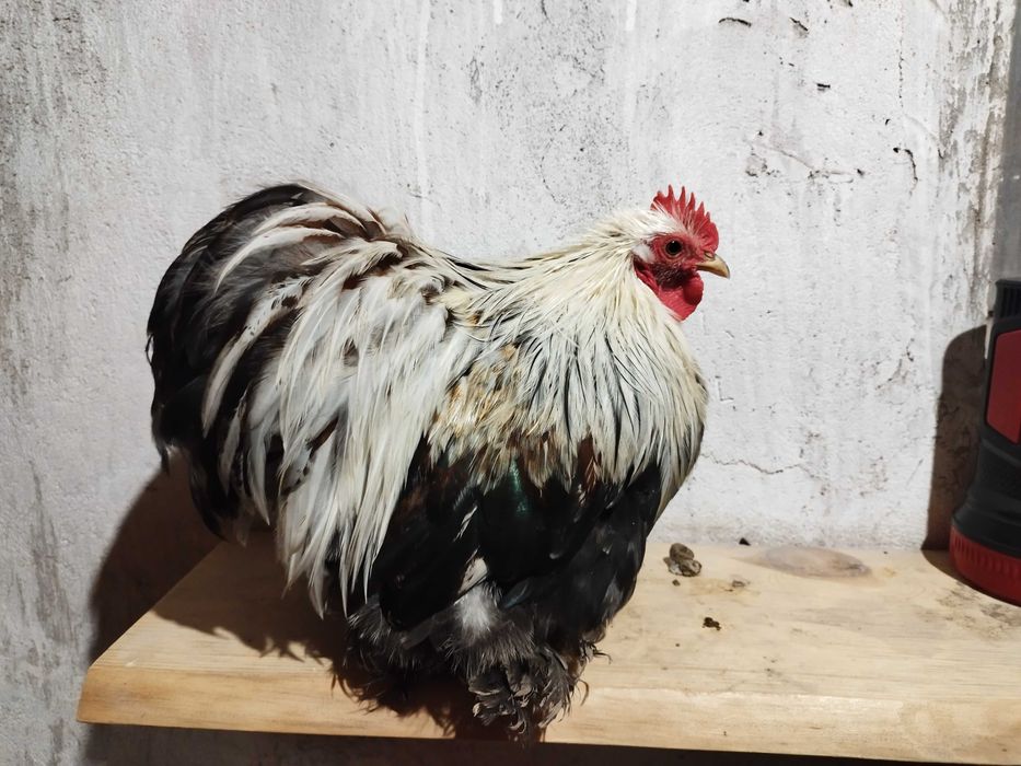 Kogut karzełek kochin