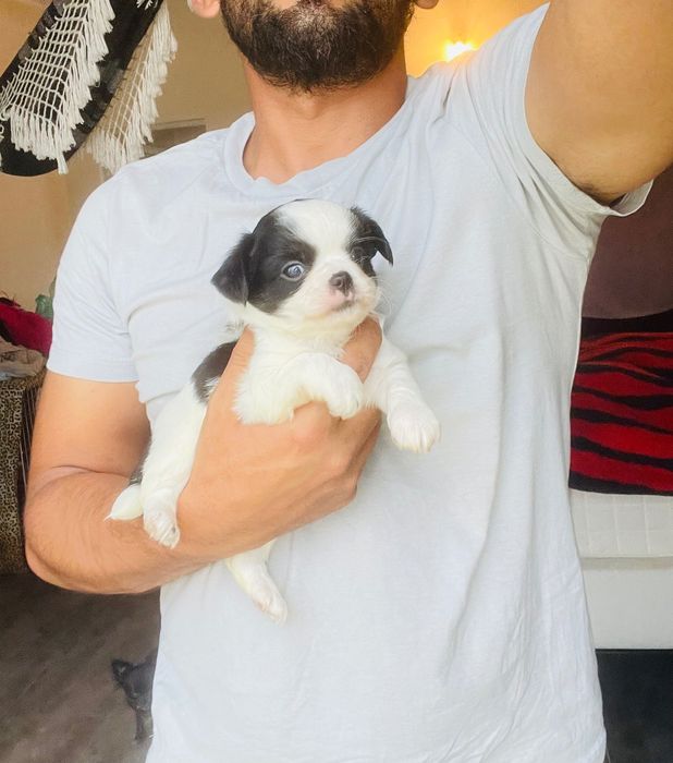 chihuahua macho  de  pelo longo lop e afixo