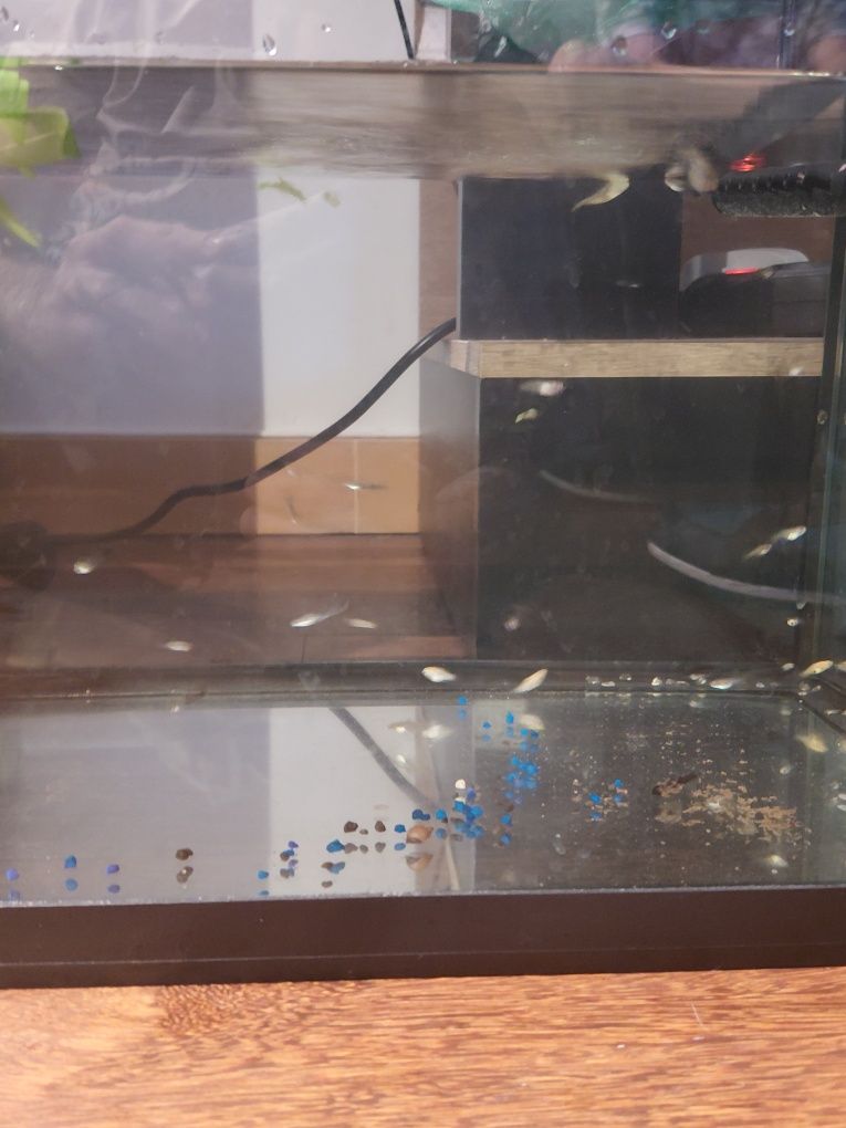 Vendo guppies bebés  e jovens