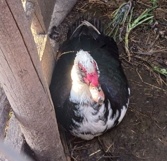Pato mudo macho reprodutor e patinhos mudos
