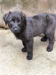 Cachorra da raça de Cão de Castro Laboreiro